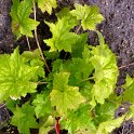 Heuchera x 'Chantilly'